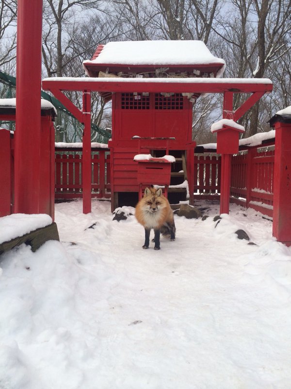 圖片來源:inu1dog1/twitter