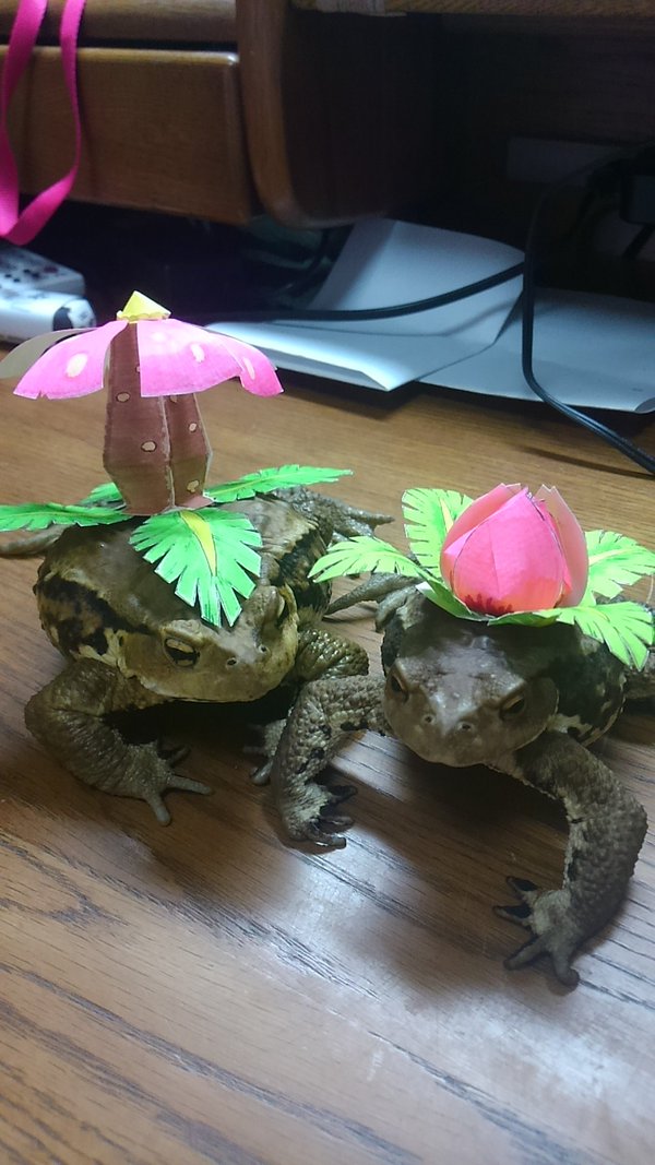 圖片來源:bombina0/twitter