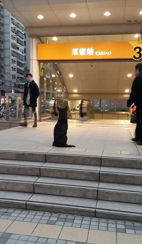 圖片來源:白靜如
