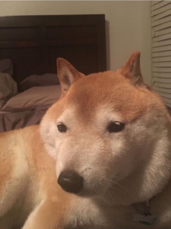 圖片來源:trash_eater_dog/twitter