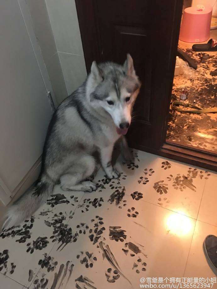 圖片來源:微博