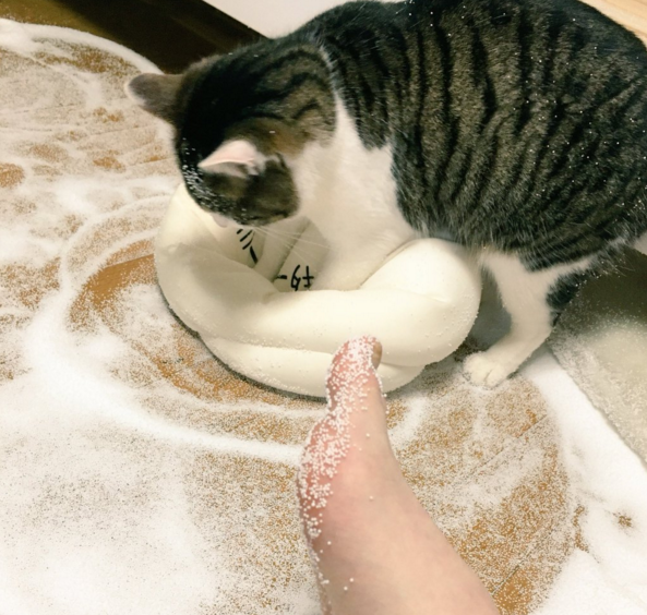 圖片來源:norn292_9/twitter
