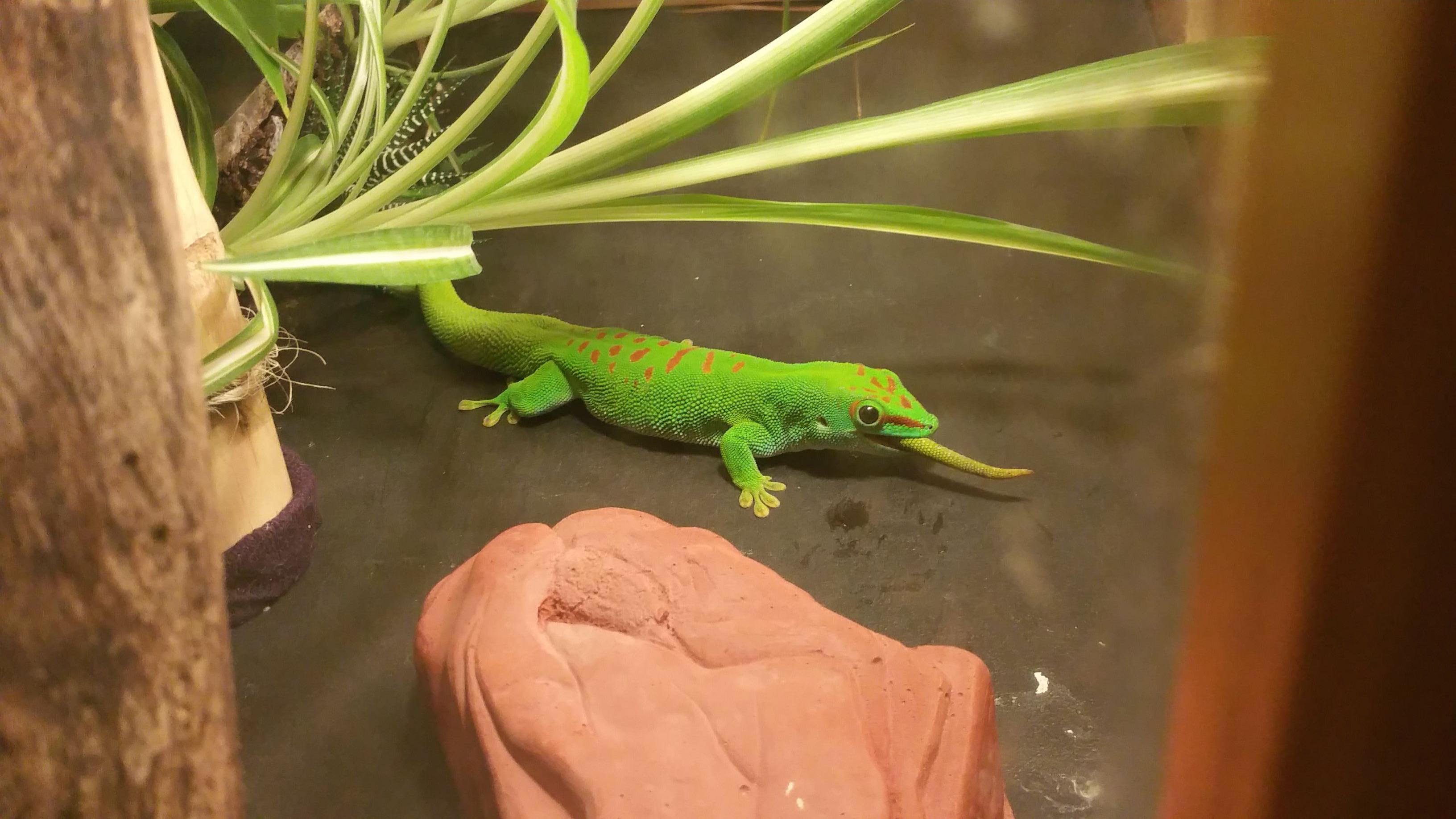 圖片來源: imgur