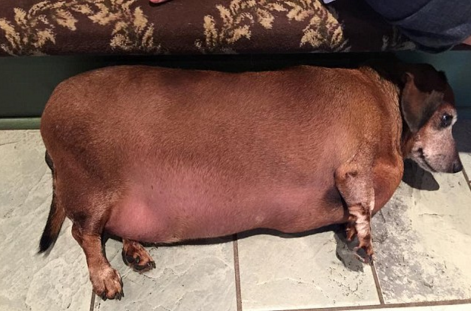 圖片來源:Skinny Vinnie of K-9 Angels Rescue Houston/Facebook