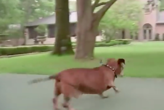 圖片來源:Skinny Vinnie of K-9 Angels Rescue Houston/Facebook