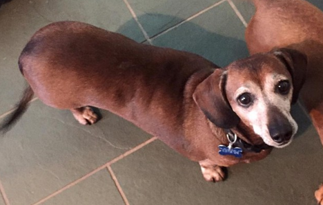 圖片來源:Skinny Vinnie of K-9 Angels Rescue Houston/Facebook