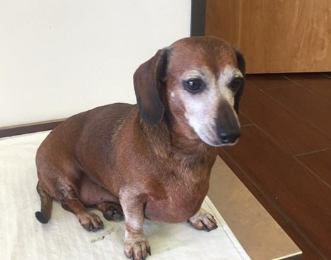 圖片來源:Skinny Vinnie of K-9 Angels Rescue Houston/Facebook