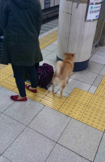 圖片來源:jun_rit314/twitter