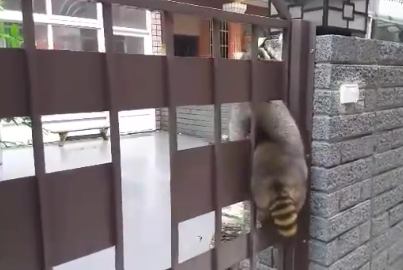 圖片來源:Pang Fu Raccoon 浣熊胖福福
