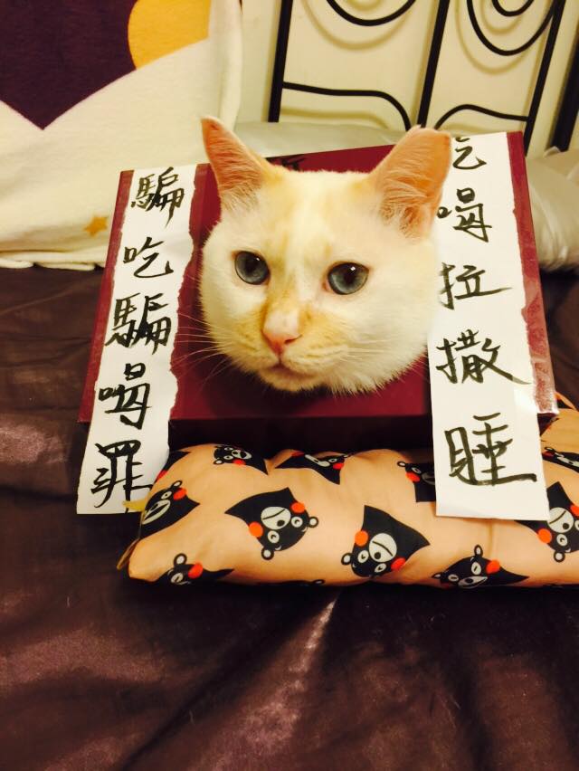 圖片來源：林均表/貓咪也瘋狂俱樂部 CrazyCat club