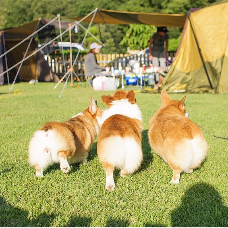 圖片來源：corgibutt_official/twitter