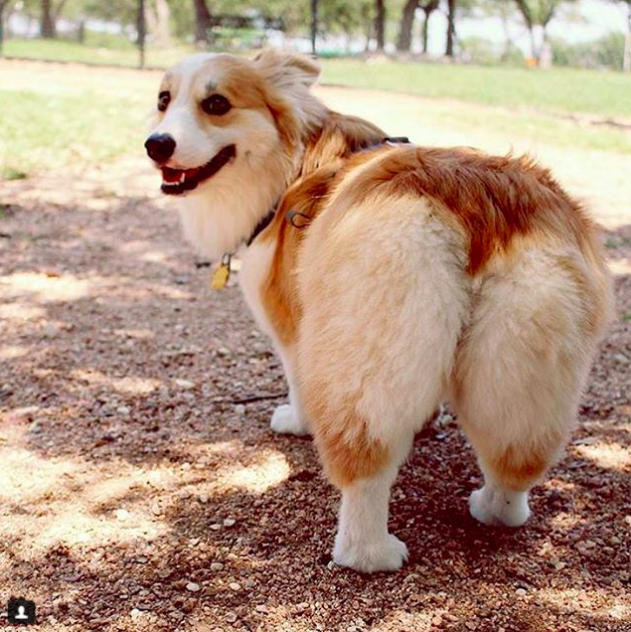 圖片來源：corgibutt_official/twitter