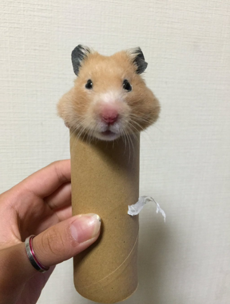 圖片來源：pazzle_1280/twitter