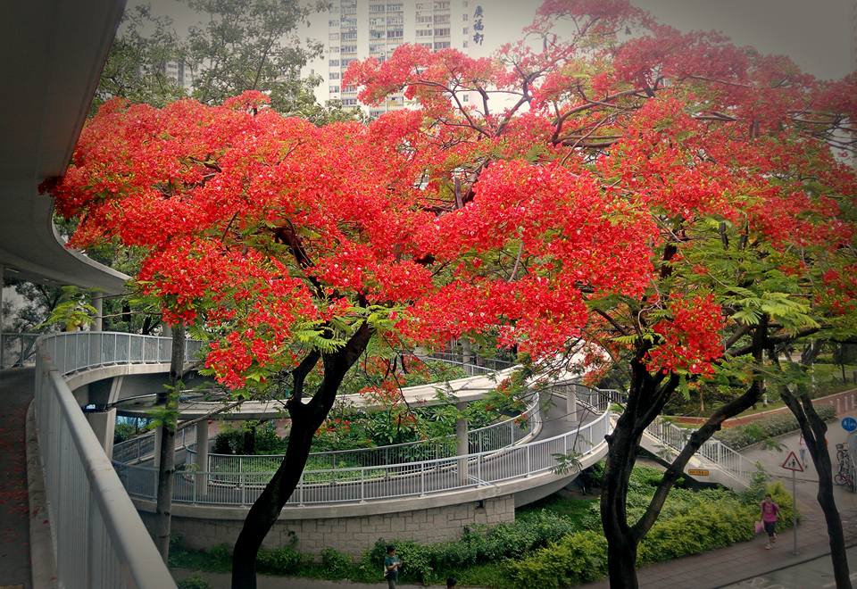 圖片來源：Keith Tong