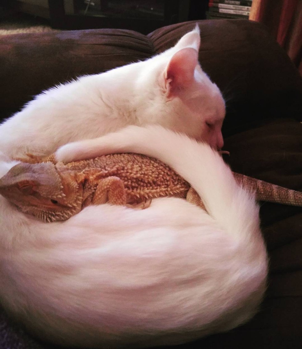 圖片來源:Love Meow
