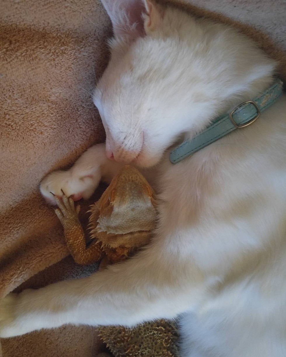 圖片來源:Love Meow