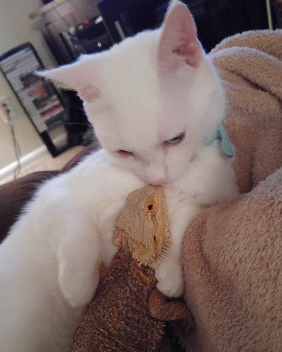 圖片來源:Love Meow