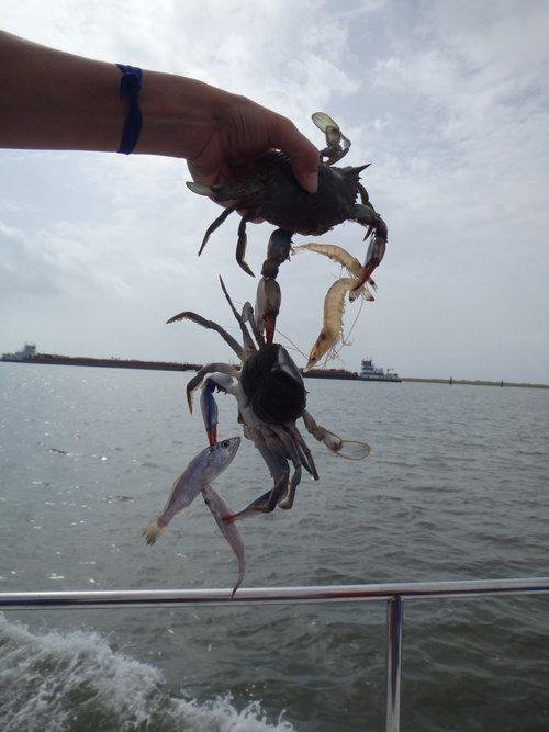 圖片來源：Mｒ．カトー