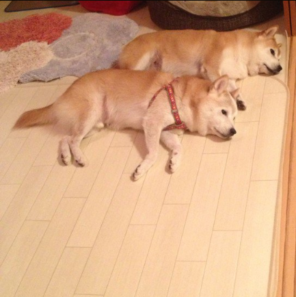 圖片來源:C_S0325/twitter