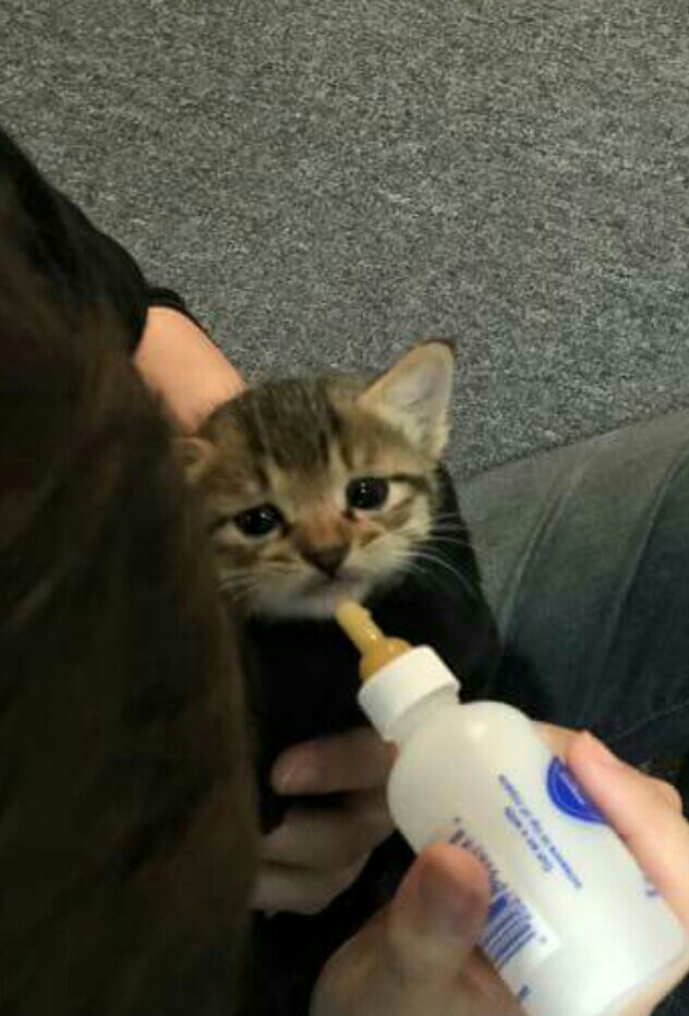 圖片來源:PTT
