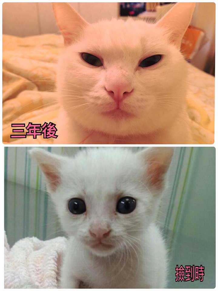 圖片來源: 3柴爺3柴后1妃力貓-力力家族