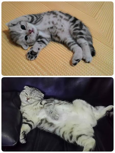 圖片來源: Yuan Ya Chang /貓咪也瘋狂俱樂部 CrazyCat club