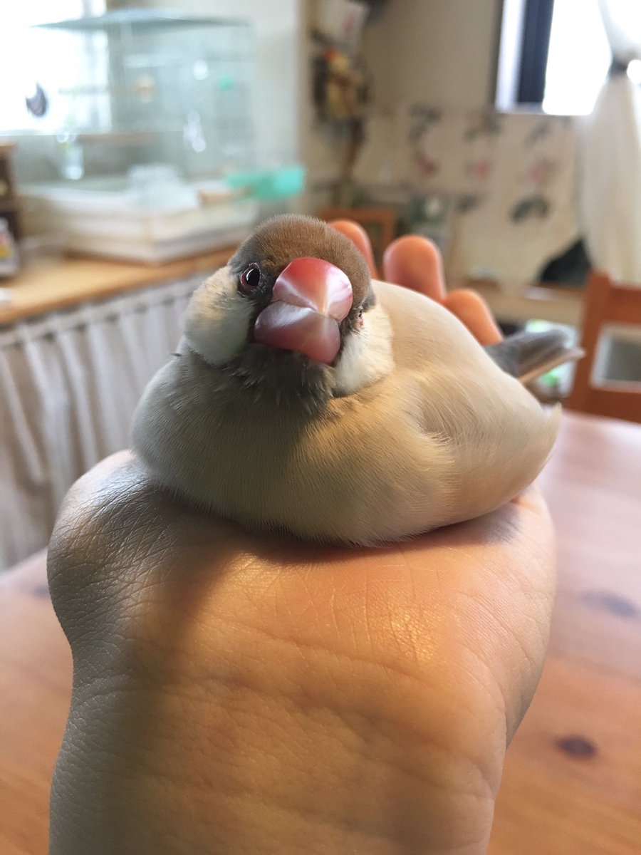 圖片來源：chiconushi/twitter 