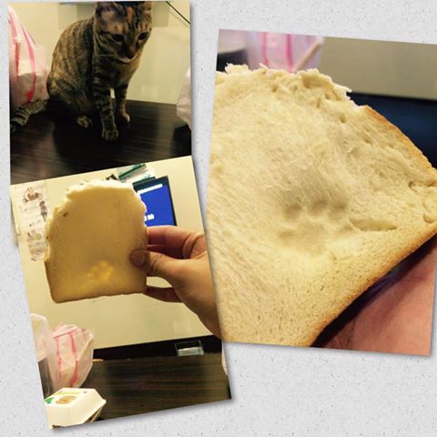 圖片來源：曾莠筌／貓咪也瘋狂俱樂部