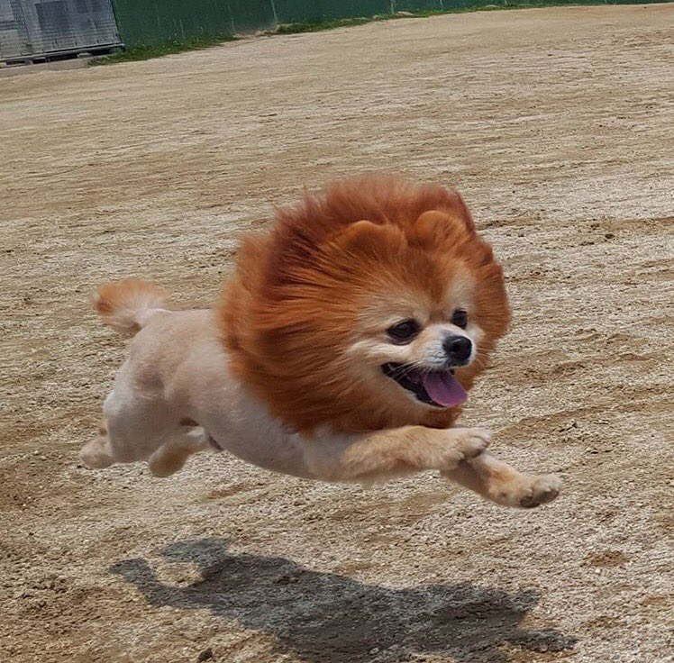 圖片來源: yaba_zoo2/twitter