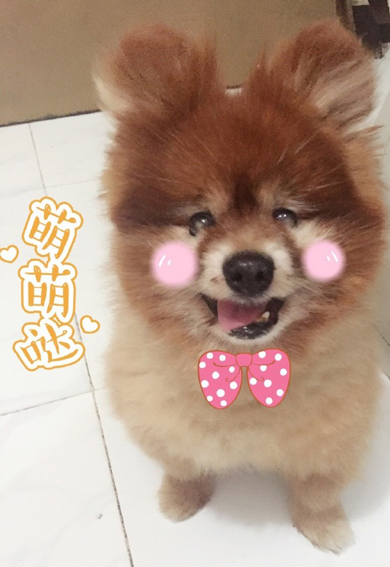 圖片來源:我叫黎小樂/微博