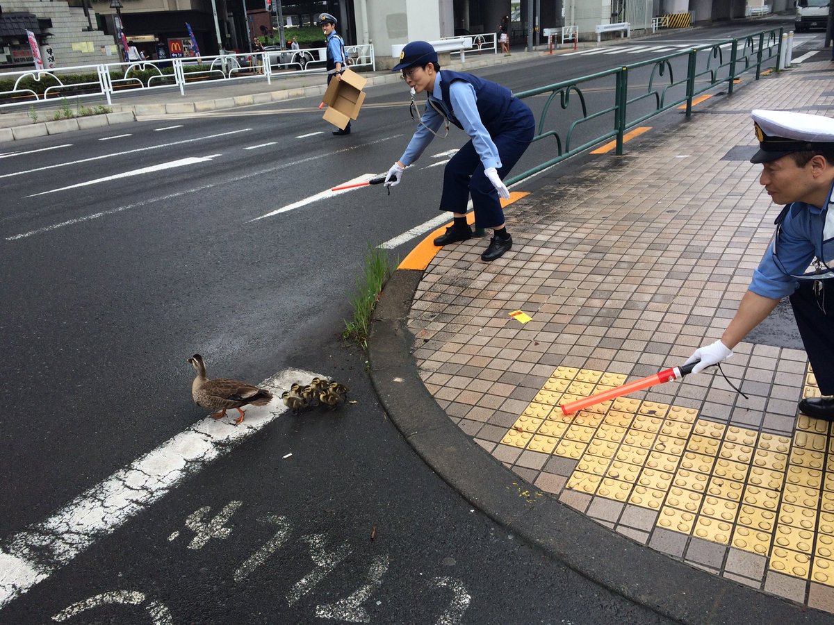 圖片來源： ino__haku／twitter