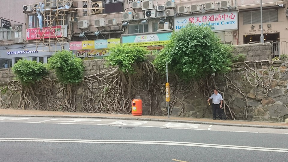 圖片來源: Tsui Ho Yee