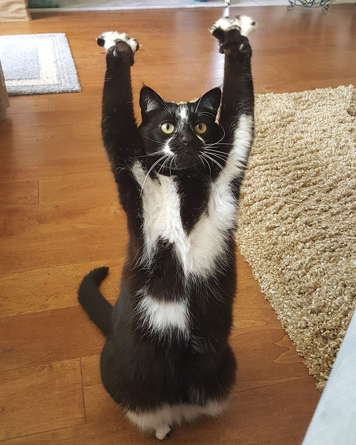 圖片來源：GoalKitty
