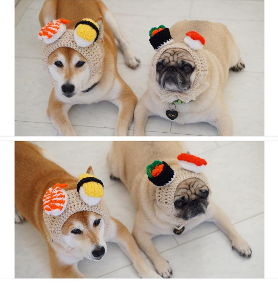 圖片來源:tora_pom_happylife/instagram