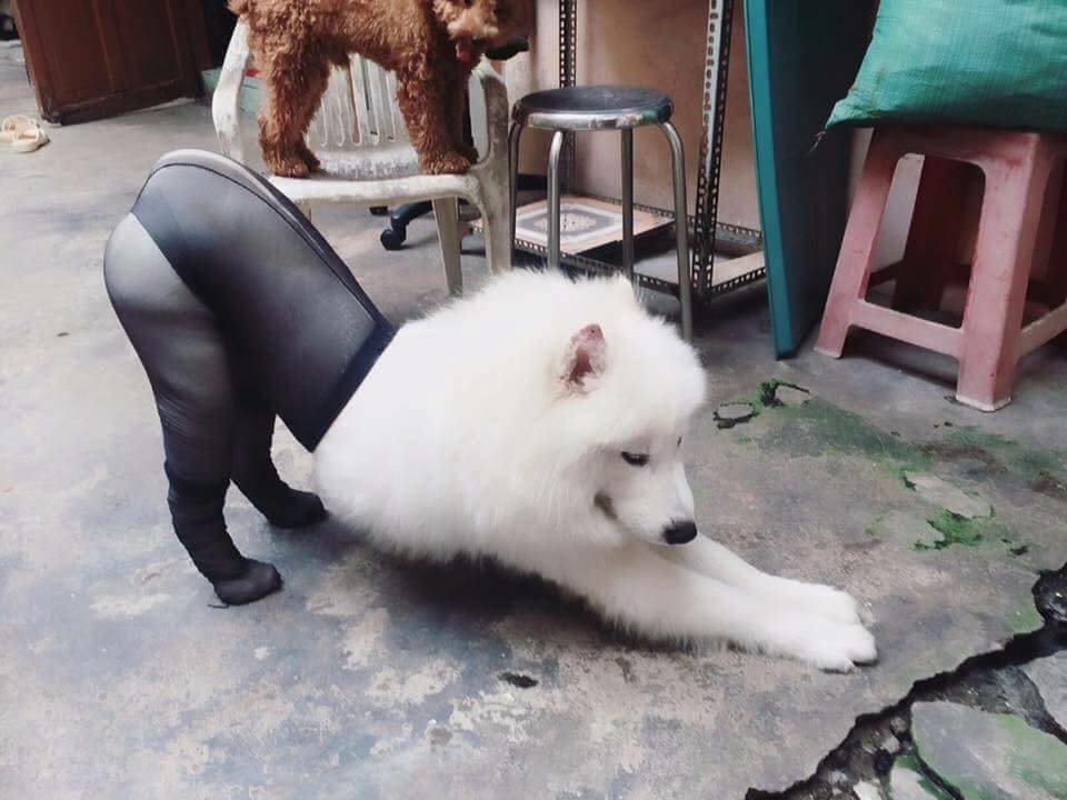 圖片來源： 我和寵物的日常