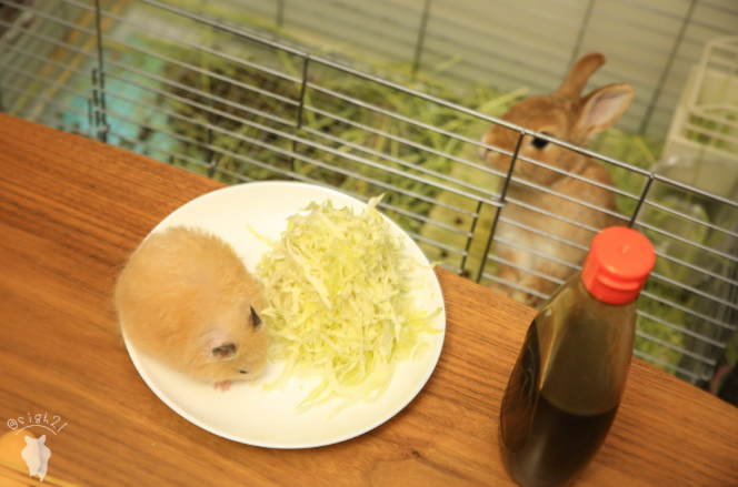 圖片來源:sigh21/twitter