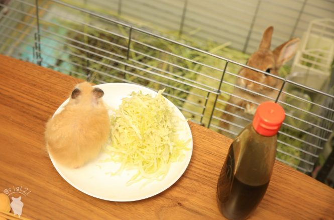 圖片來源:sigh21/twitter
