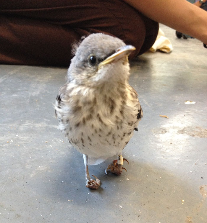 圖片來源：California Wildlife Center