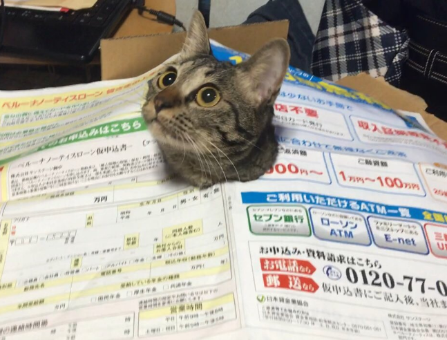 圖片來源:soramoon22/twitter