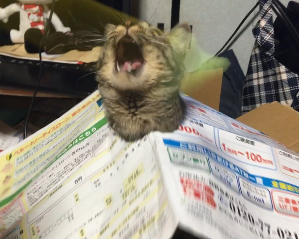 圖片來源:soramoon22/twitter