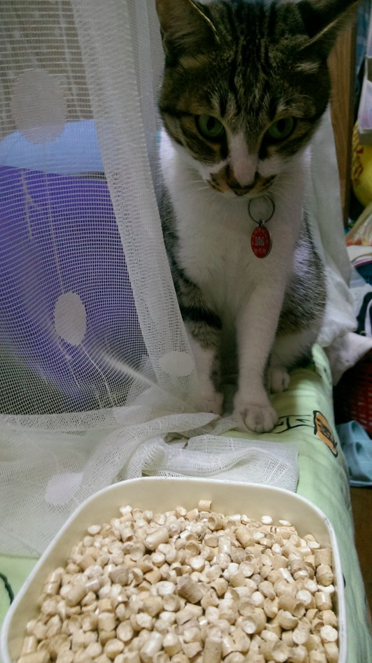 圖片來源:羅少君/貓咪也瘋狂俱樂部 CrazyCat club