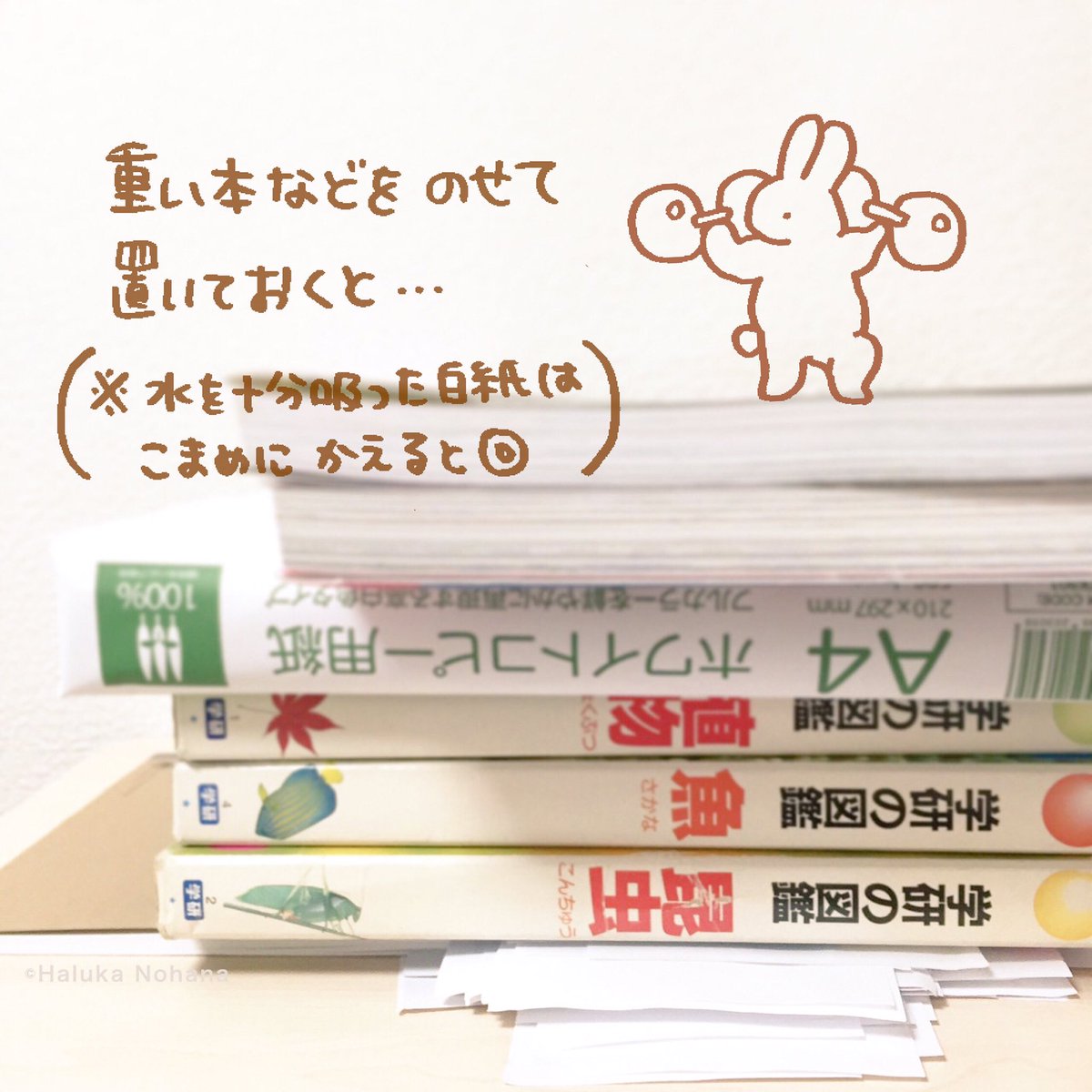 圖片來源:nohana_haluka/twitter