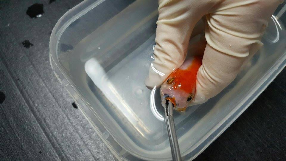 圖片來源：Brisbane Bird and Exotics Veterinary Services