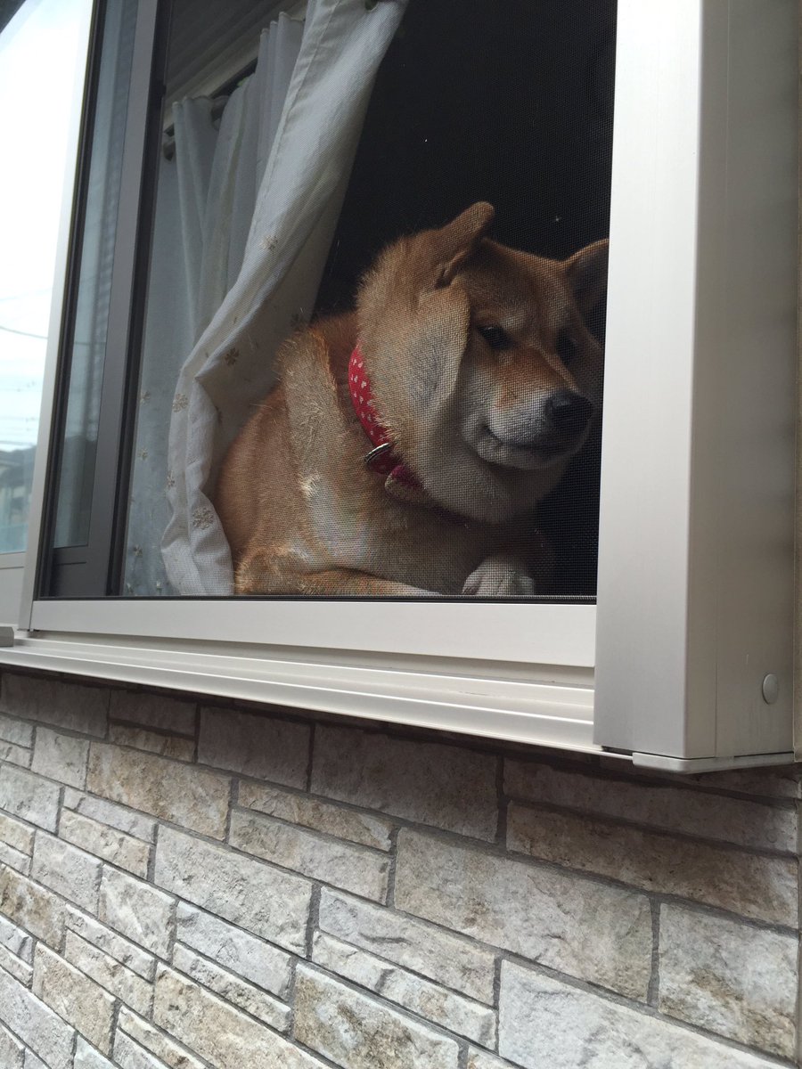圖片來源：87shiba87／twitter