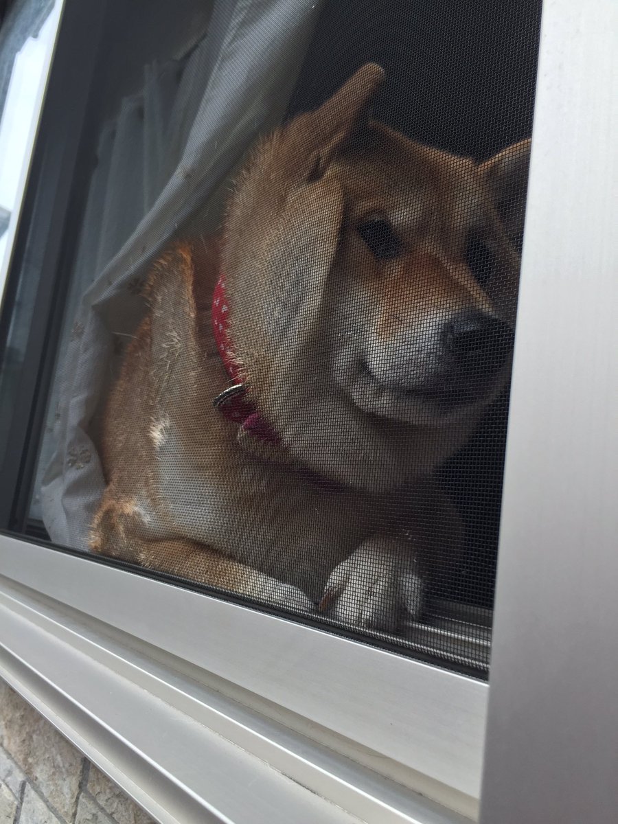 圖片來源：87shiba87／twitter