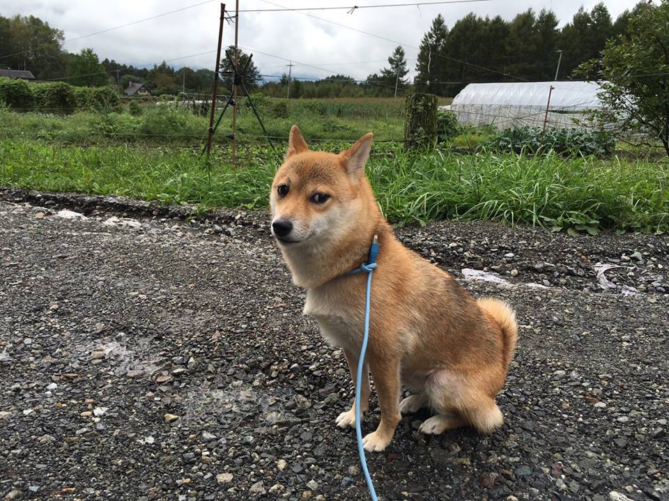 ​圖片來源：yusuke／twitter