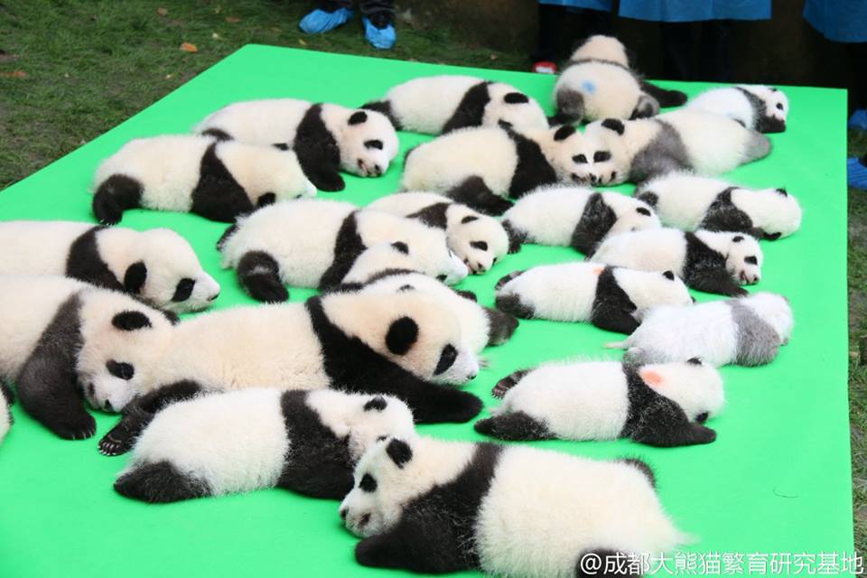 圖片來源:成都大熊猫繁育研究基地/微博