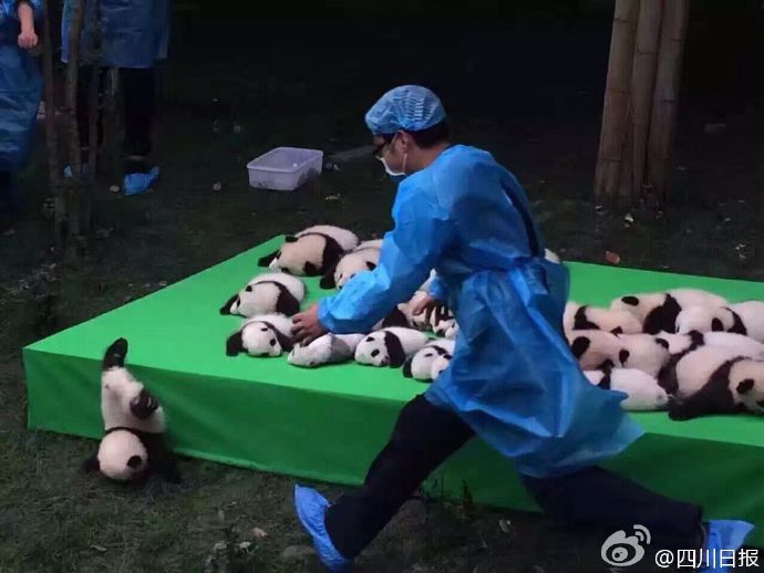 圖片來源:四川日報 /微博