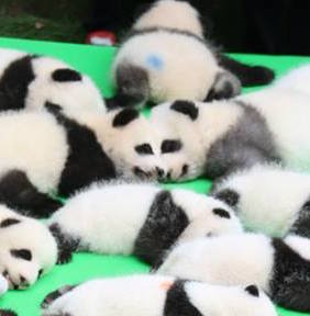 圖片來源:成都大熊猫繁育研究基地/微博
