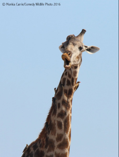 圖片來源: Comedy Wildlife Photography Awards